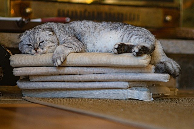 Cat Pet Feline Animal Fur Lying  - michasekdzi / Pixabay